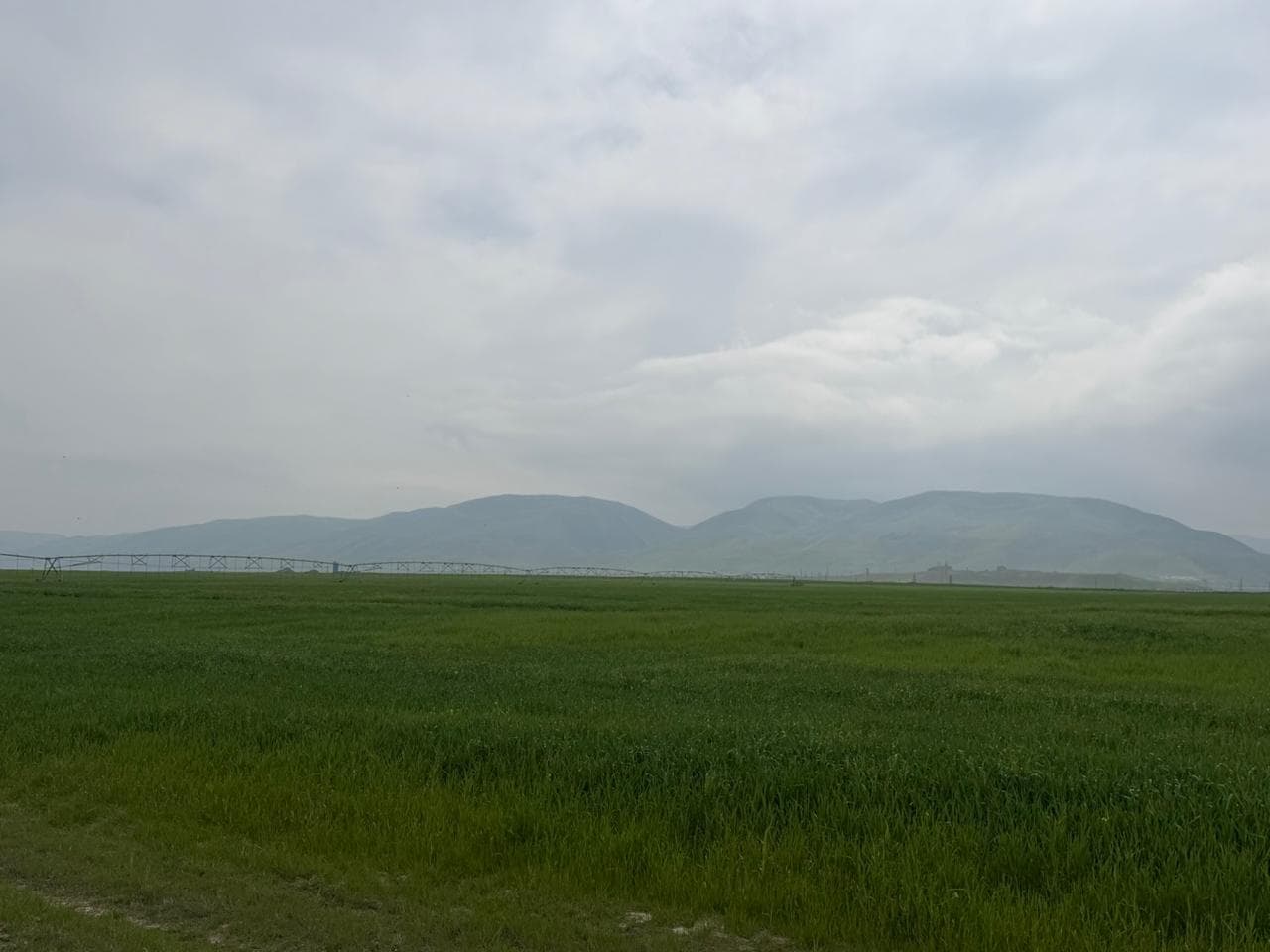 Buğda inkişafı sahəsi - 1